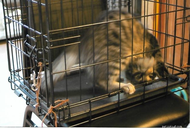 Meet Tristan: The Heartwarming Floppycat of the Week