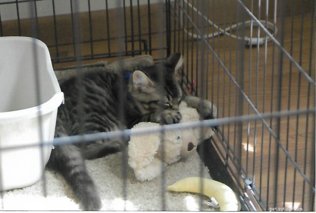 Meet Tristan: The Heartwarming Floppycat of the Week