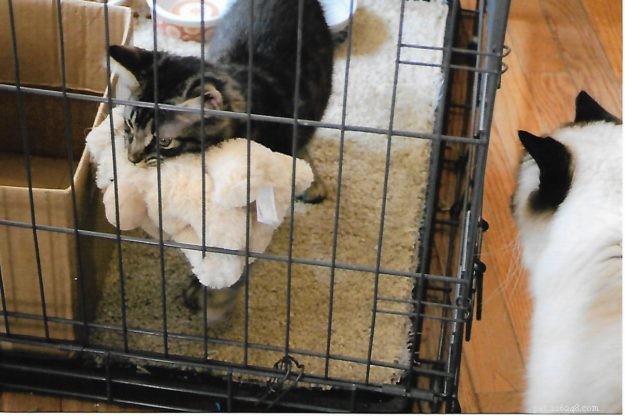 Meet Tristan: The Heartwarming Floppycat of the Week