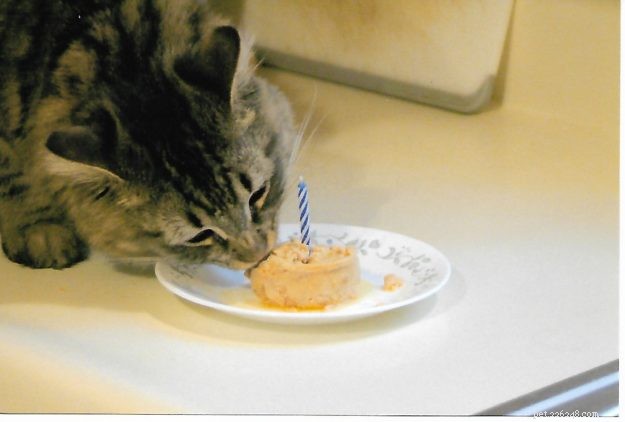 Meet Tristan: The Heartwarming Floppycat of the Week