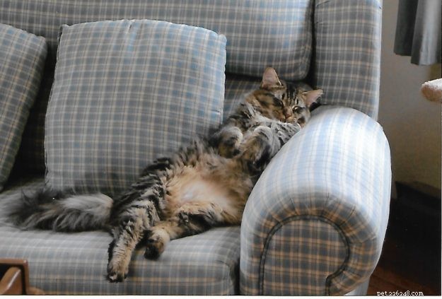 Meet Tristan: The Heartwarming Floppycat of the Week