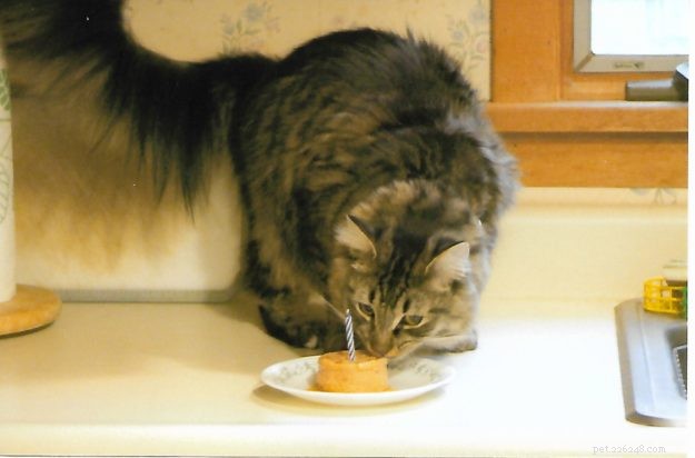 Meet Tristan: The Heartwarming Floppycat of the Week
