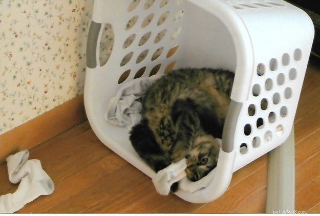 Meet Tristan: The Heartwarming Floppycat of the Week