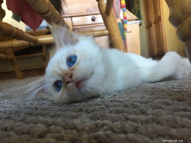 Everett, the Adorable Ragdoll Kitten of the Month – Meet Our Sweet, Mellow Companion