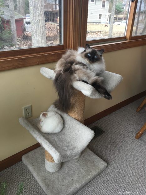 Everett, the Adorable Ragdoll Kitten of the Month – Meet Our Sweet, Mellow Companion