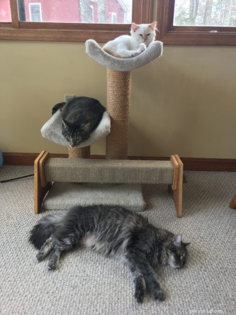 Everett, the Adorable Ragdoll Kitten of the Month – Meet Our Sweet, Mellow Companion