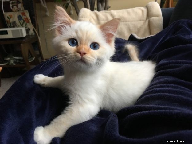 Everett, the Adorable Ragdoll Kitten of the Month – Meet Our Sweet, Mellow Companion