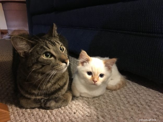 Everett, the Adorable Ragdoll Kitten of the Month – Meet Our Sweet, Mellow Companion