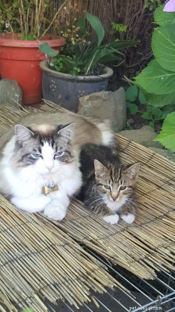 Hamish: A Ragdoll Cat’s Heartwarming Journey to a New Home