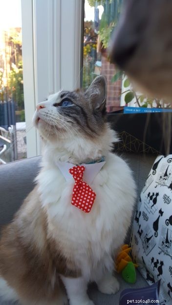 Hamish: A Ragdoll Cat’s Heartwarming Journey to a New Home