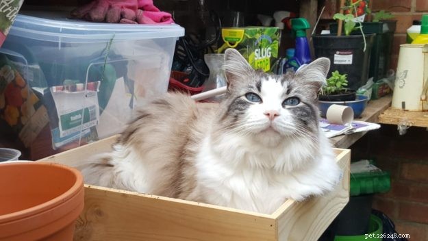 Hamish: A Ragdoll Cat’s Heartwarming Journey to a New Home