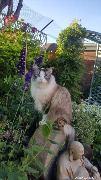 Hamish: A Ragdoll Cat’s Heartwarming Journey to a New Home