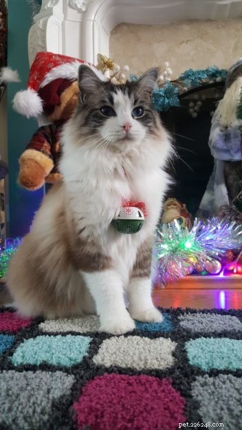 Hamish: A Ragdoll Cat’s Heartwarming Journey to a New Home