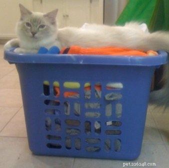 Adorable Ragdoll Cats Caught in Laundry Baskets: A Collection of Heartwarming Photos