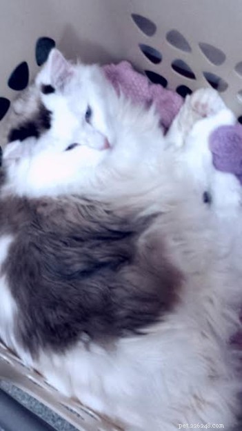 Adorable Ragdoll Cats Caught in Laundry Baskets: A Collection of Heartwarming Photos