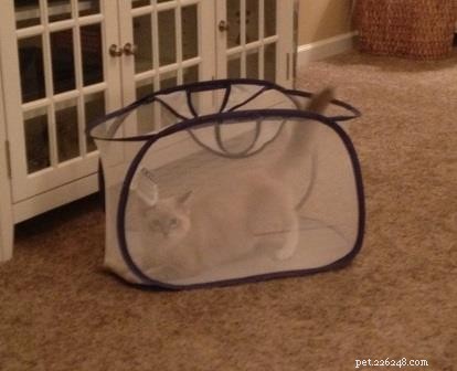 Adorable Ragdoll Cats Caught in Laundry Baskets: A Collection of Heartwarming Photos