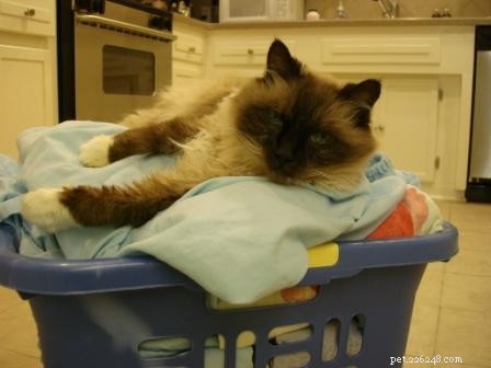 Adorable Ragdoll Cats Caught in Laundry Baskets: A Collection of Heartwarming Photos