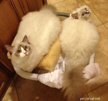 Adorable Ragdoll Cats Caught in Laundry Baskets: A Collection of Heartwarming Photos