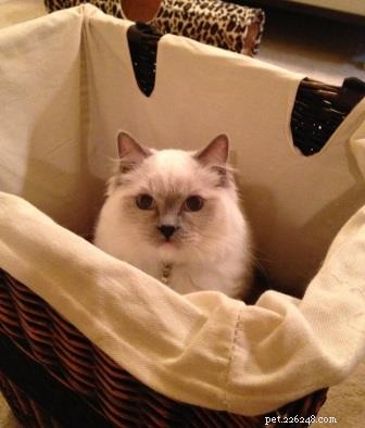 Adorable Ragdoll Cats Caught in Laundry Baskets: A Collection of Heartwarming Photos