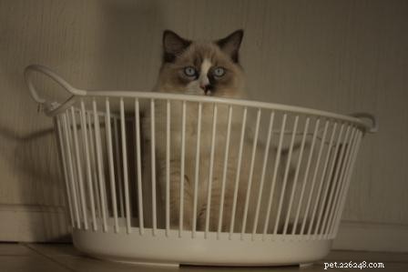 Adorable Ragdoll Cats Caught in Laundry Baskets: A Collection of Heartwarming Photos