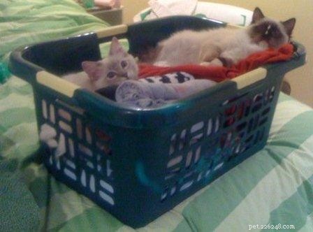 Adorable Ragdoll Cats Caught in Laundry Baskets: A Collection of Heartwarming Photos