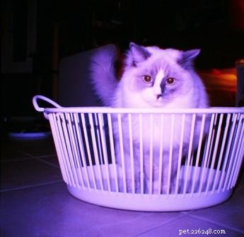 Adorable Ragdoll Cats Caught in Laundry Baskets: A Collection of Heartwarming Photos