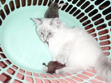 Adorable Ragdoll Cats Caught in Laundry Baskets: A Collection of Heartwarming Photos