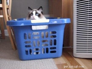 Adorable Ragdoll Cats Caught in Laundry Baskets: A Collection of Heartwarming Photos