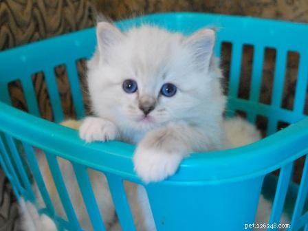 Adorable Ragdoll Cats Caught in Laundry Baskets: A Collection of Heartwarming Photos