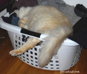Adorable Ragdoll Cats Caught in Laundry Baskets: A Collection of Heartwarming Photos