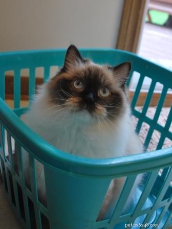 Adorable Ragdoll Cats Caught in Laundry Baskets: A Collection of Heartwarming Photos