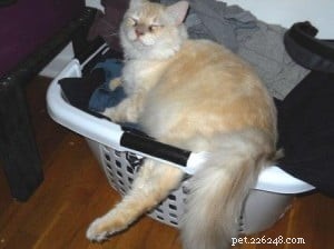 Adorable Ragdoll Cats Caught in Laundry Baskets: A Collection of Heartwarming Photos