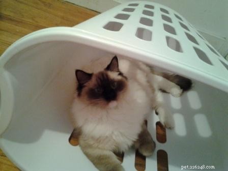Adorable Ragdoll Cats Caught in Laundry Baskets: A Collection of Heartwarming Photos