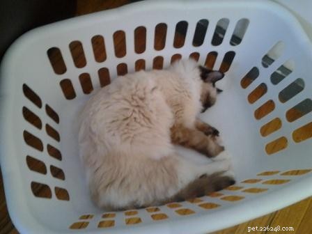 Adorable Ragdoll Cats Caught in Laundry Baskets: A Collection of Heartwarming Photos