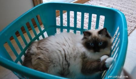 Adorable Ragdoll Cats Caught in Laundry Baskets: A Collection of Heartwarming Photos