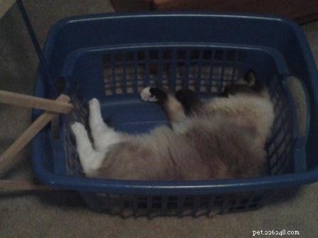 Adorable Ragdoll Cats Caught in Laundry Baskets: A Collection of Heartwarming Photos