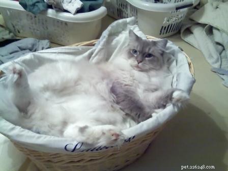 Adorable Ragdoll Cats Caught in Laundry Baskets: A Collection of Heartwarming Photos