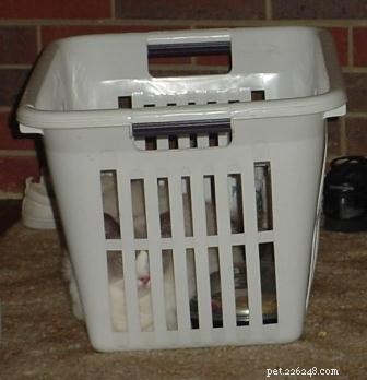 Adorable Ragdoll Cats Caught in Laundry Baskets: A Collection of Heartwarming Photos