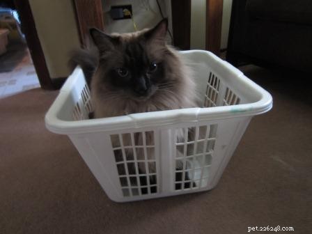 Adorable Ragdoll Cats Caught in Laundry Baskets: A Collection of Heartwarming Photos