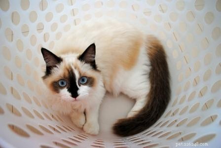 Adorable Ragdoll Cats Caught in Laundry Baskets: A Collection of Heartwarming Photos