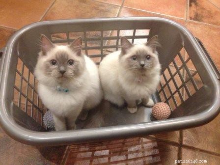 Adorable Ragdoll Cats Caught in Laundry Baskets: A Collection of Heartwarming Photos