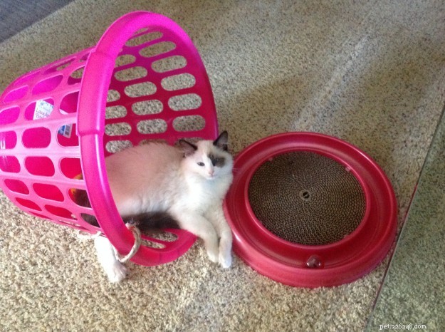 Adorable Ragdoll Cats Caught in Laundry Baskets: A Collection of Heartwarming Photos