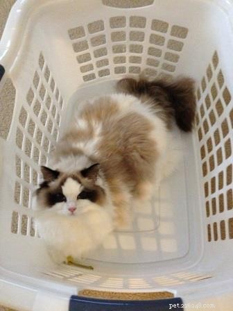 Adorable Ragdoll Cats Caught in Laundry Baskets: A Collection of Heartwarming Photos