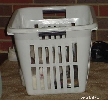 Adorable Ragdoll Cats Caught in Laundry Baskets: A Collection of Heartwarming Photos
