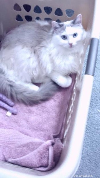 Adorable Ragdoll Cats Caught in Laundry Baskets: A Collection of Heartwarming Photos