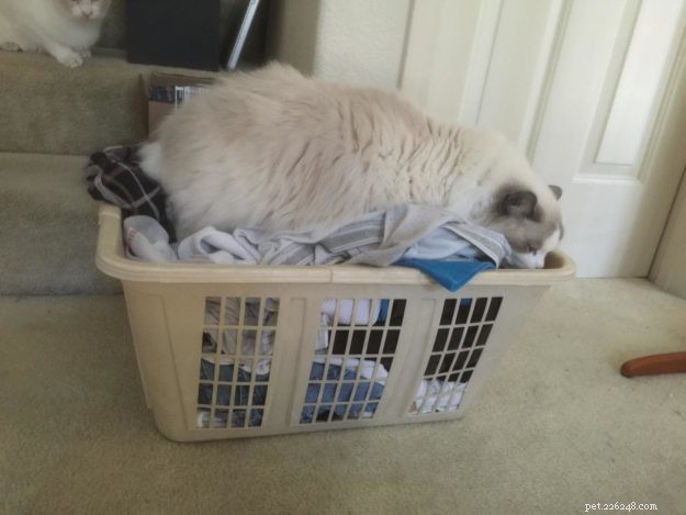 Adorable Ragdoll Cats Caught in Laundry Baskets: A Collection of Heartwarming Photos