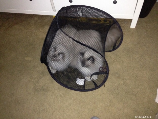 Adorable Ragdoll Cats Caught in Laundry Baskets: A Collection of Heartwarming Photos