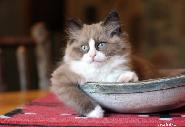 Expert Guide to Choosing a Reputable Ragdoll Cat Breeder