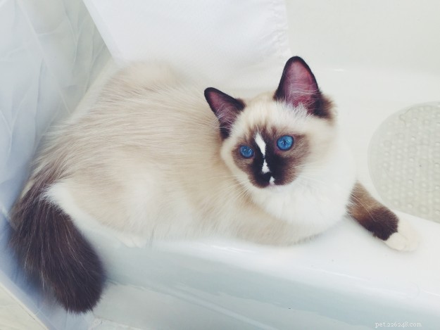 Expert Guide to Choosing a Reputable Ragdoll Cat Breeder