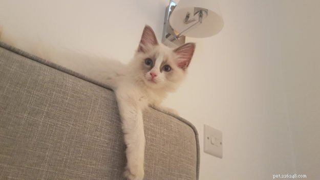 Expert Guide to Choosing a Reputable Ragdoll Cat Breeder